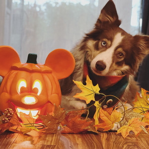 Fundraising Page: Amy Simpson